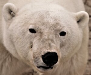 ¿El oso polar está en peligro de extinción?