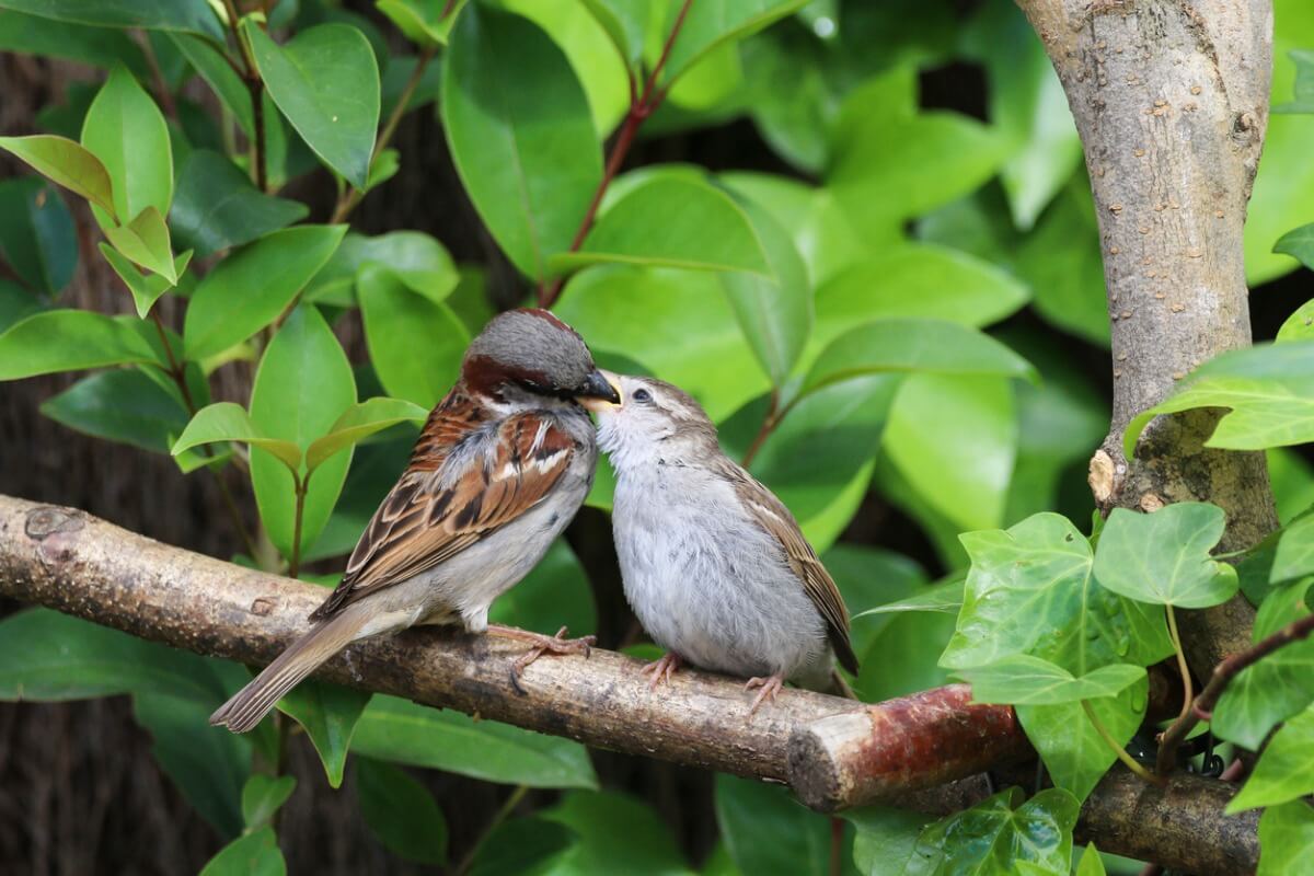 Two sparrows.