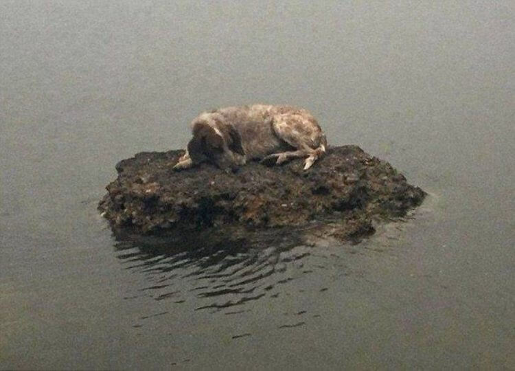 El único refugio de esta perrita fue una roca en medio del mar, lejos de su familia a la que no volvió a ver más