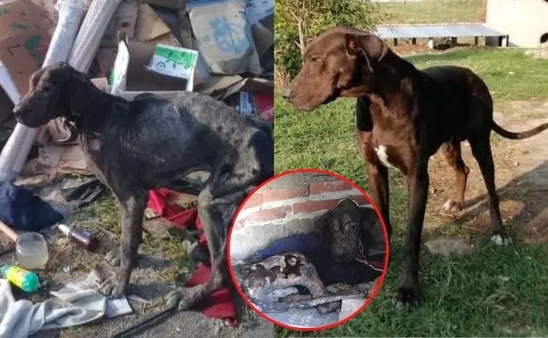 Danés, un perro abandonado en un basurero, estaba lleno de sarna y muy triste. Afortunadamente fue rescatado