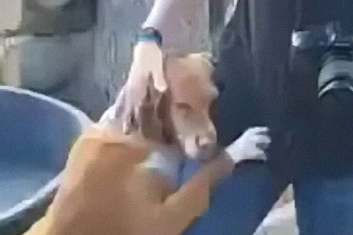 el periodista adoptó al perrito que lo abrazó