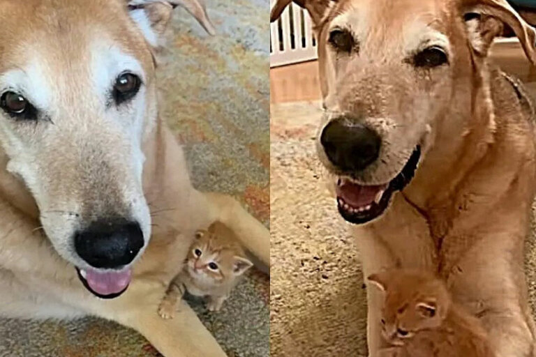 Vídeo: perrito se enamora de un gatito que su humana rescató, lo cuida como si fuera su hijo
