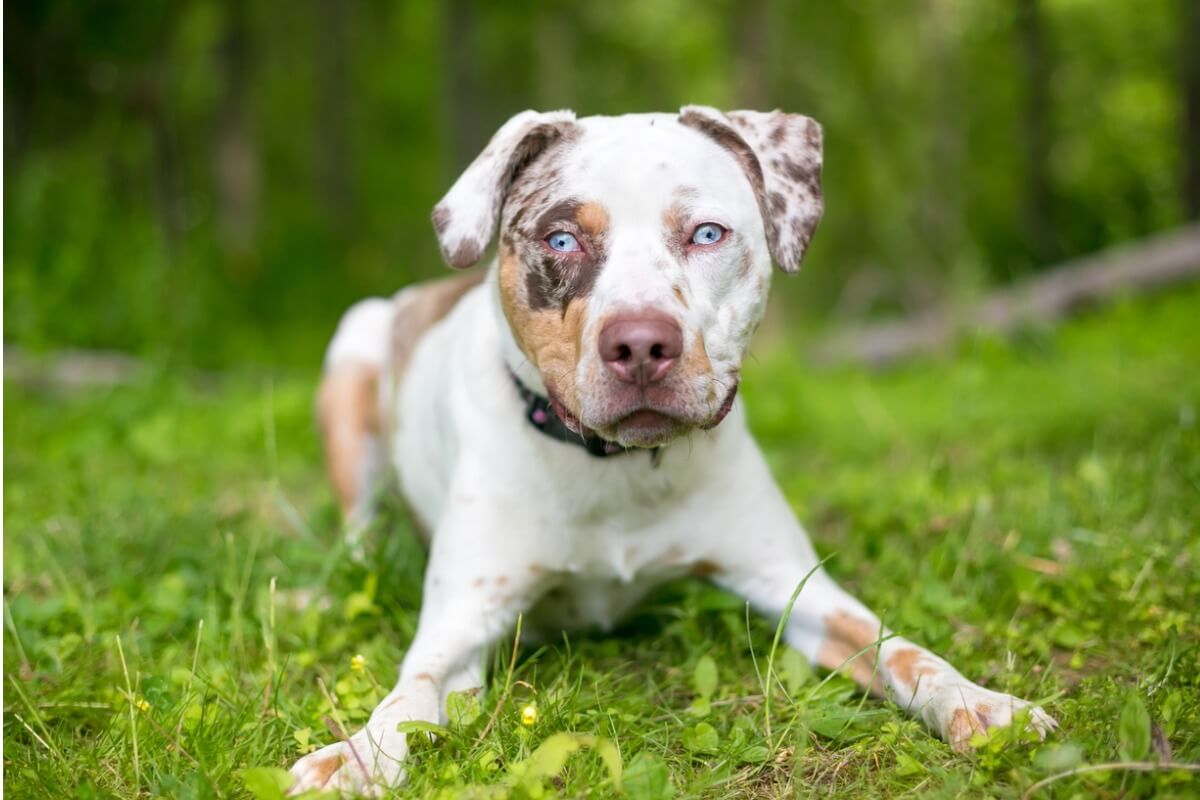 Un perro catahoula.