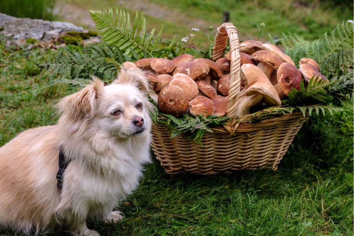 sahibiyle beraber mantar toplamış köpek