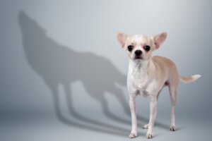 Los perros pequeños pueden ser más bravos por miedo, según estudio