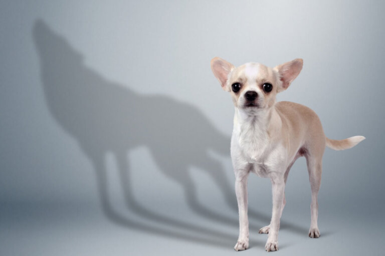 Los perros pequeños pueden ser más bravos por miedo, según estudio