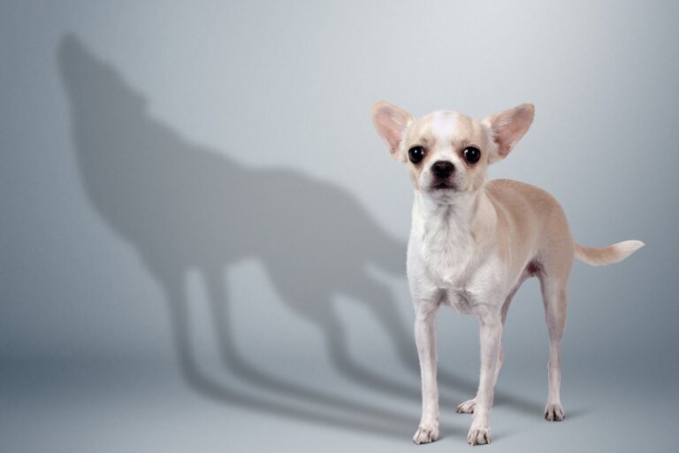 10 conductas que los perros llevan a cabo por instinto