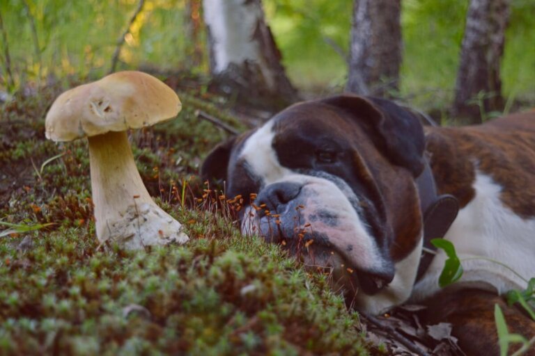 7 consejos que debes seguir si tu perro se come una seta