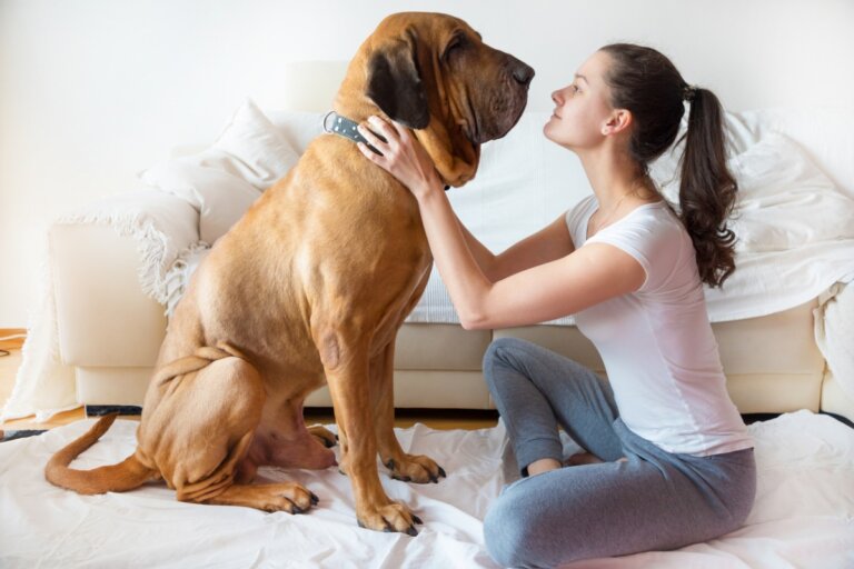 20 cosas comunes que podrían matar a tu perro