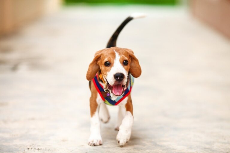¿Es bueno quitarle el arnés al perro al llegar a casa?