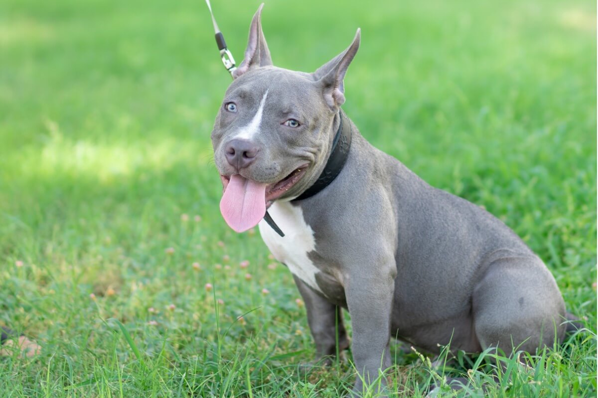 Un perro pitbull blue.