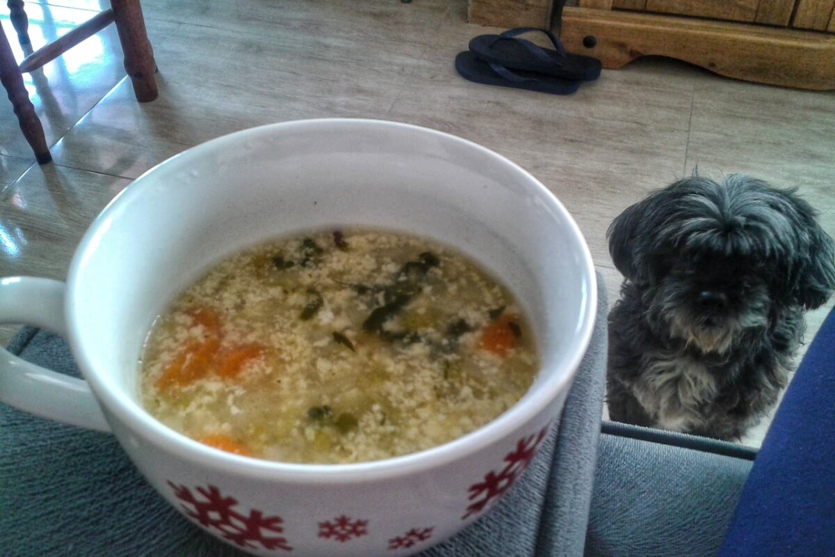 Un chien qui regarde une soupe.