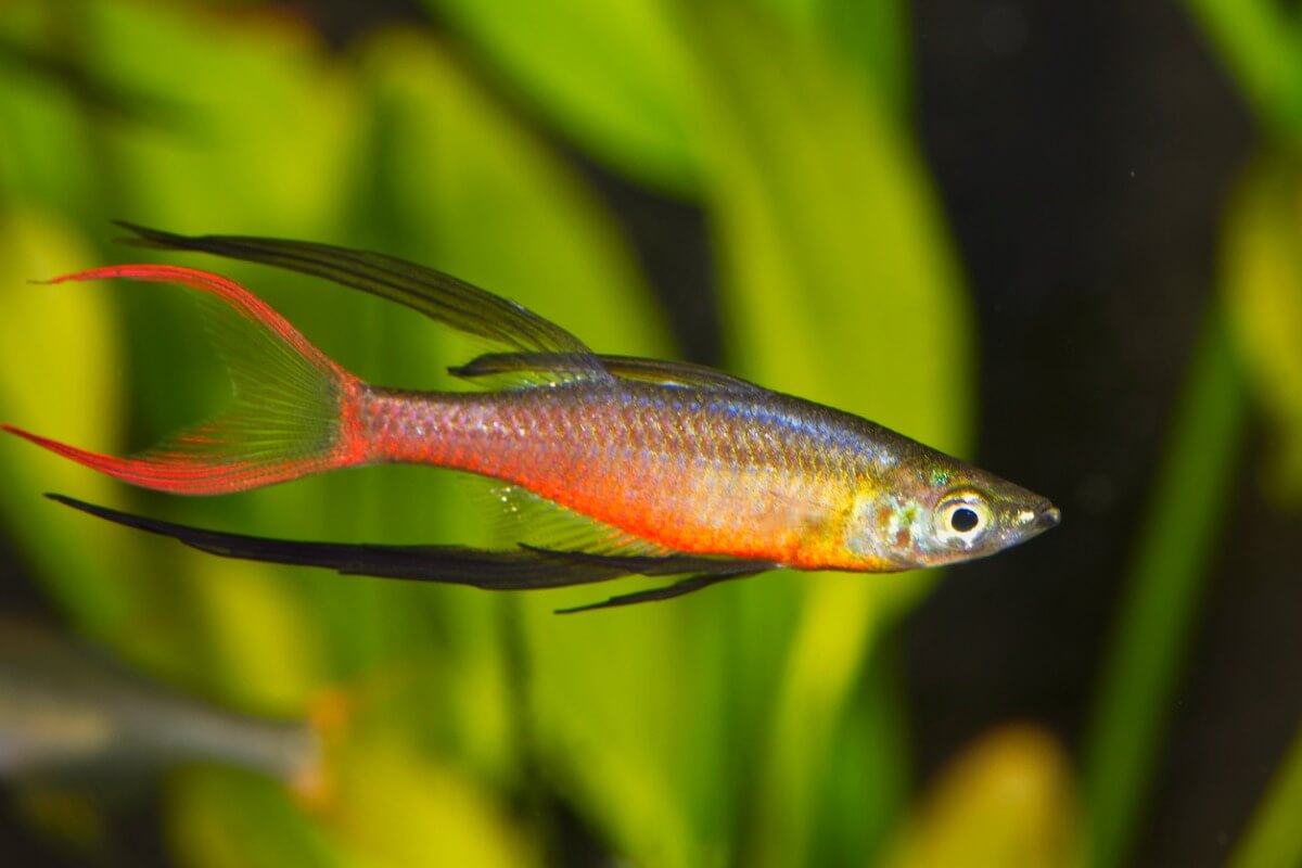 Un pez arcoíris de aletas filamentosas. Un acuario de 10 litros para peces.