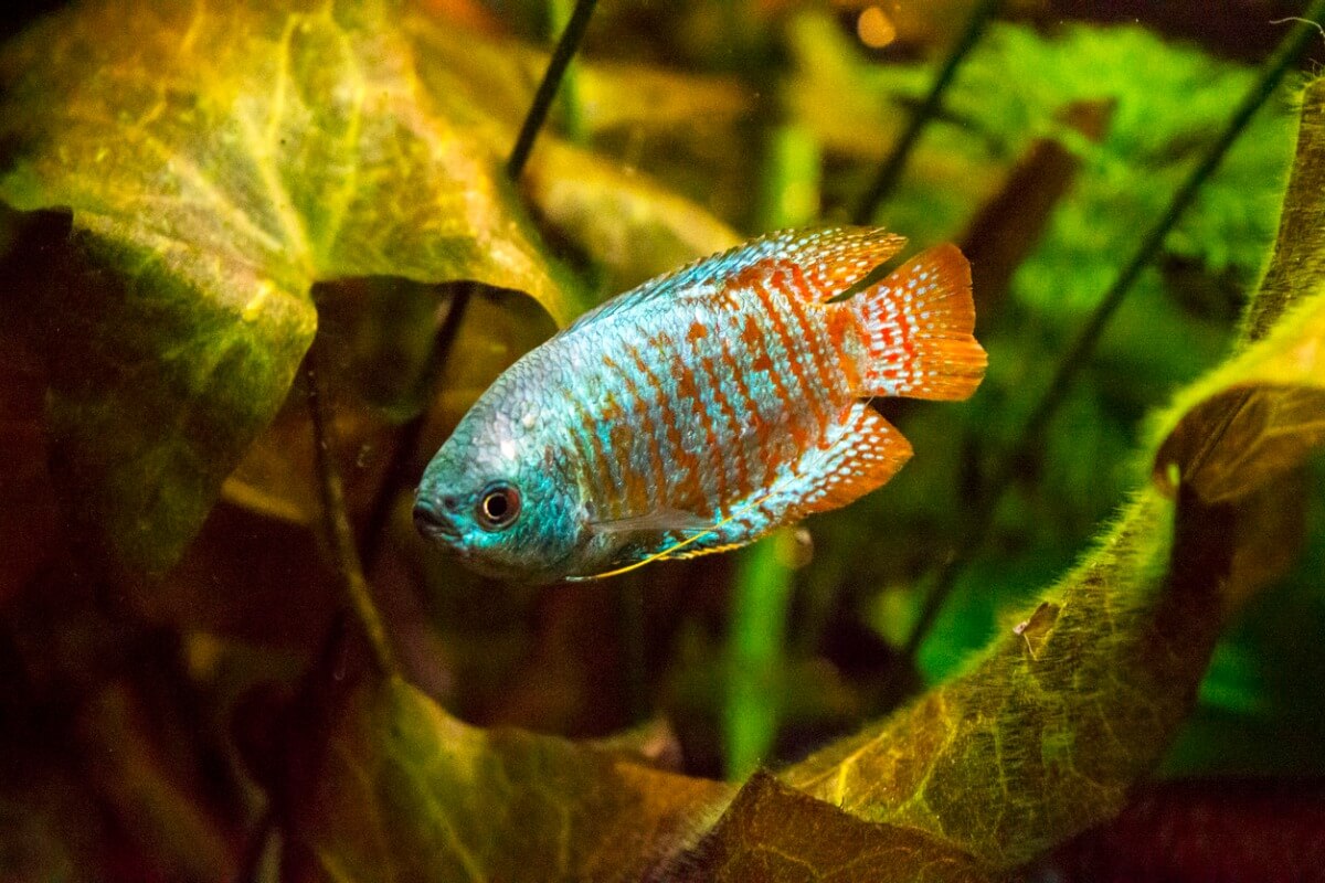 Uno de los peces para acuario de 10 litros.