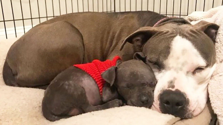 Destrozada por haber perdido a sus bebés, pit bull encuentra consuelo cuidando a un cachorro huérfano