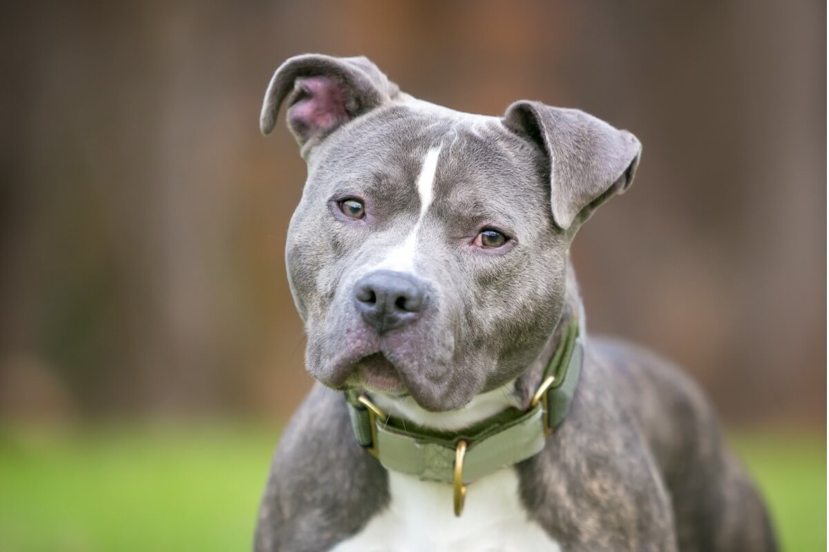 A blue nose pitbull.