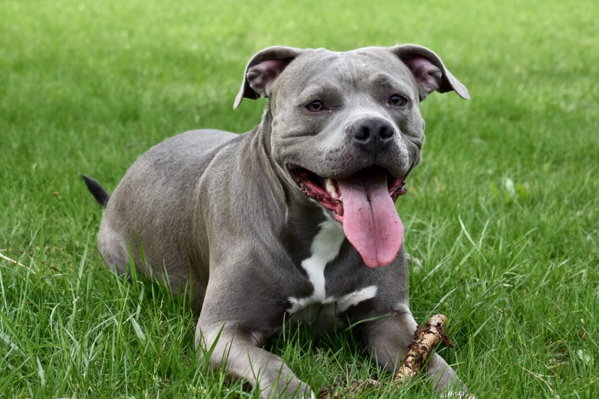 Un pitbull blue couché.