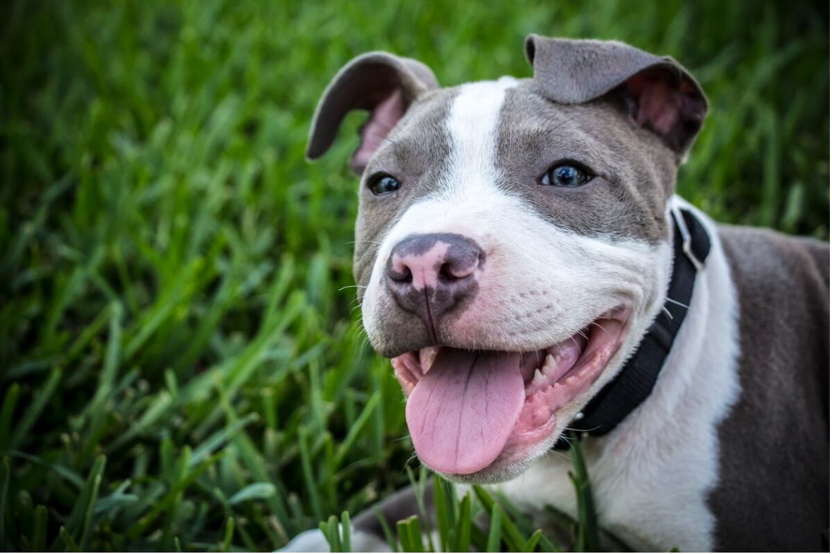 Un pitbull en la hierba que sonríe.