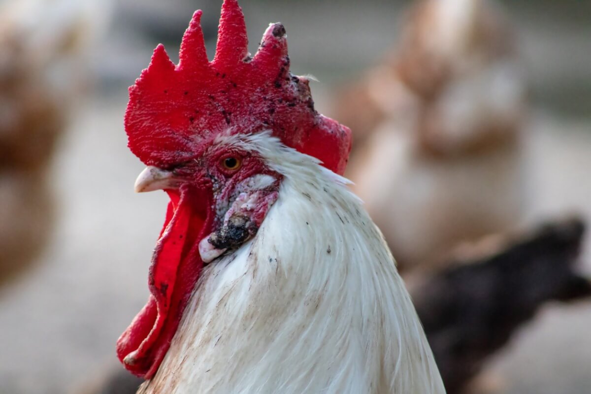 Viruela aviar: síntomas y tratamiento