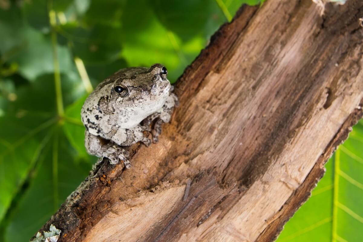 Une des grenouilles qui sont gardées comme animaux de compagnie.