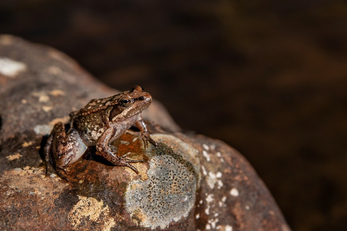 Une grenouille ibérique sur une pierre.