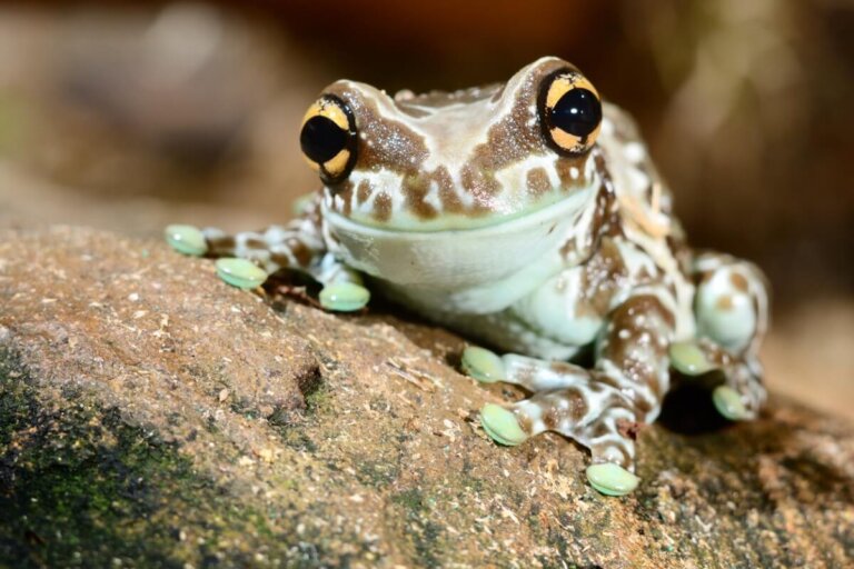 6 especies de ranas que puedes tener como mascota