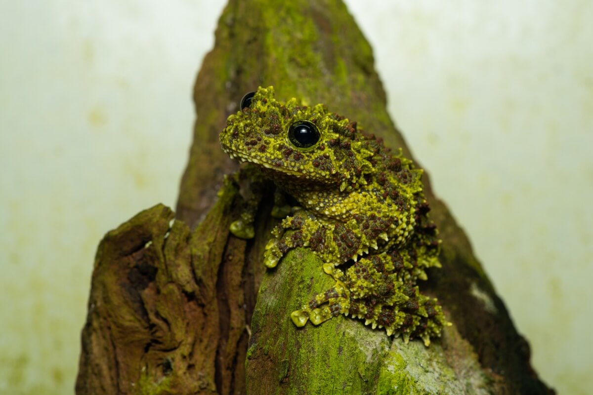 Una rana musgo dentro de un terrario.
