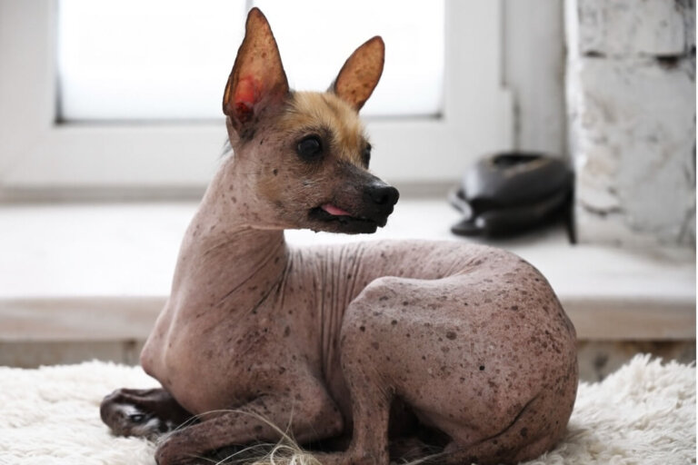 Las 12 razas de perros más raras