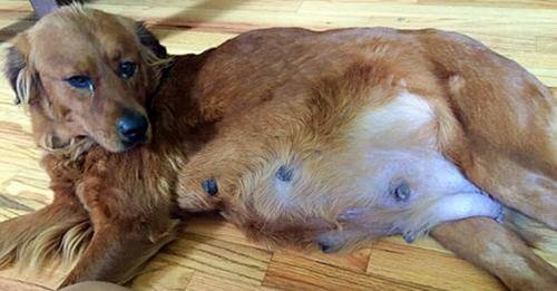 Salvan de la eutanasia a perra embarazada que vivía en las calles