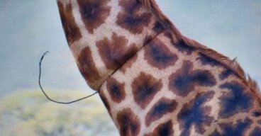 Jirafa llorando se acerca a un auto suplicando ayuda para que alivien su dolor