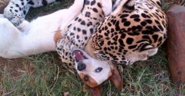 Fallan al intentar separar a un "peligroso" jaguar de un perro indefenso, todo es inútil