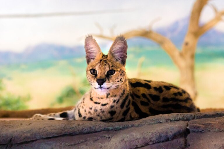 ¿Se puede tener un serval como mascota?