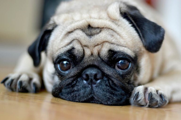 ¿Apoyas la crueldad animal si tienes un Pug?