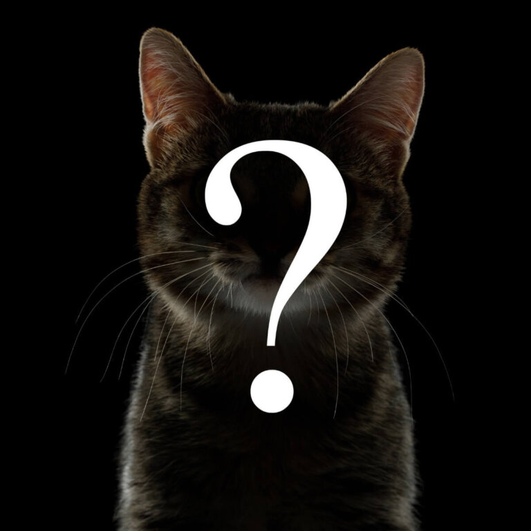 ¿Cómo identificar la raza de tu gato? (pura o mixta)