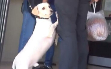 Este perrito presentía que su dueño lo dejaría en el refugio y suplicó que no lo abandone