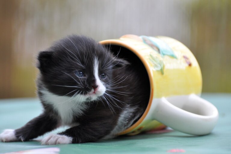Infusiones para gatos: tipos y beneficios