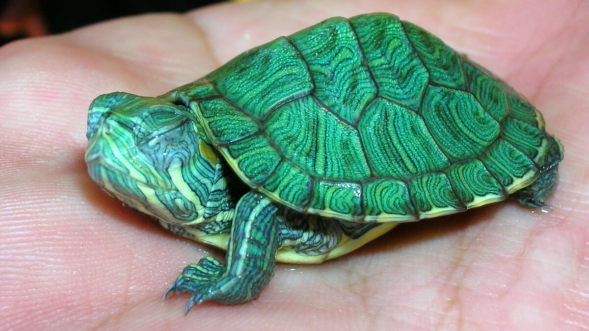 10 signos que indican que tu tortuga va a morir