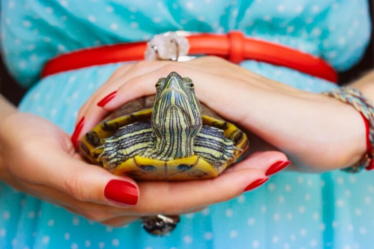 ¿Cómo cortarle las uñas a una tortuga?