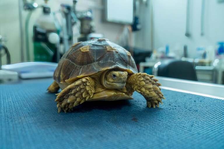 10 signos que indican que tu tortuga va a morir
