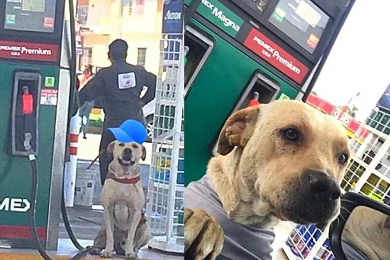 Trabajadores de una gasolinería adoptan a un perrito que se vuelve su héroe después de defenderlos de un asalto