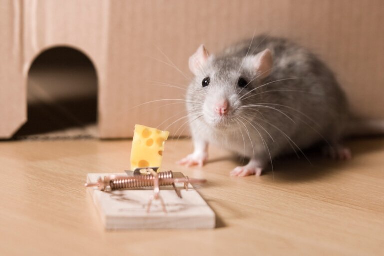 6 trampas para ratones (sin matarlos)