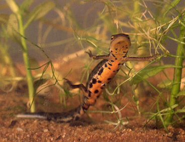 Tritón ibérico: hábitat y características