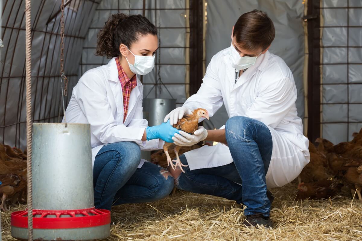 Unos veterinarios diagnosticando a algunos pollos.