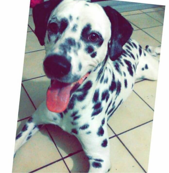 A Dalmatian.