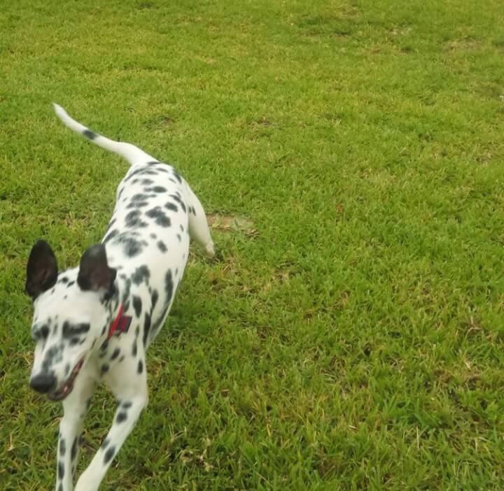 Un dalmatien.