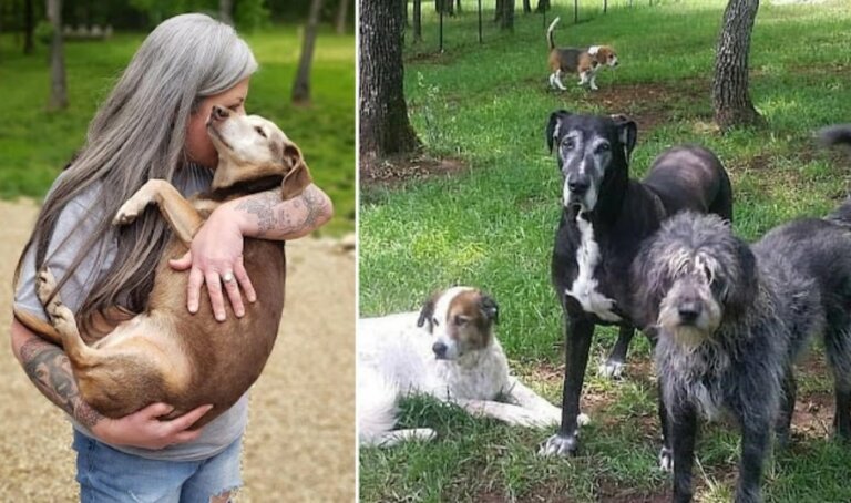 Esta mujer convirtió su hogar en un hospicio para mascotas, cuida a 80 perritos ancianos