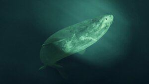 Tiburón de Groenlandia: bestia ciega que puede vivir más de 400 años