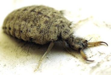 ¿Qué es una hormiga león?