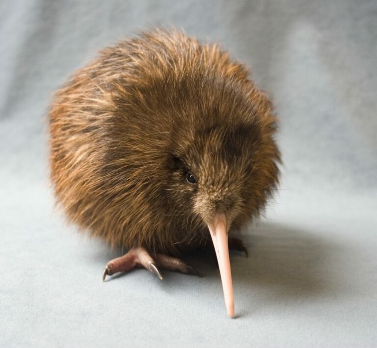 Kiwi, especie amenazada