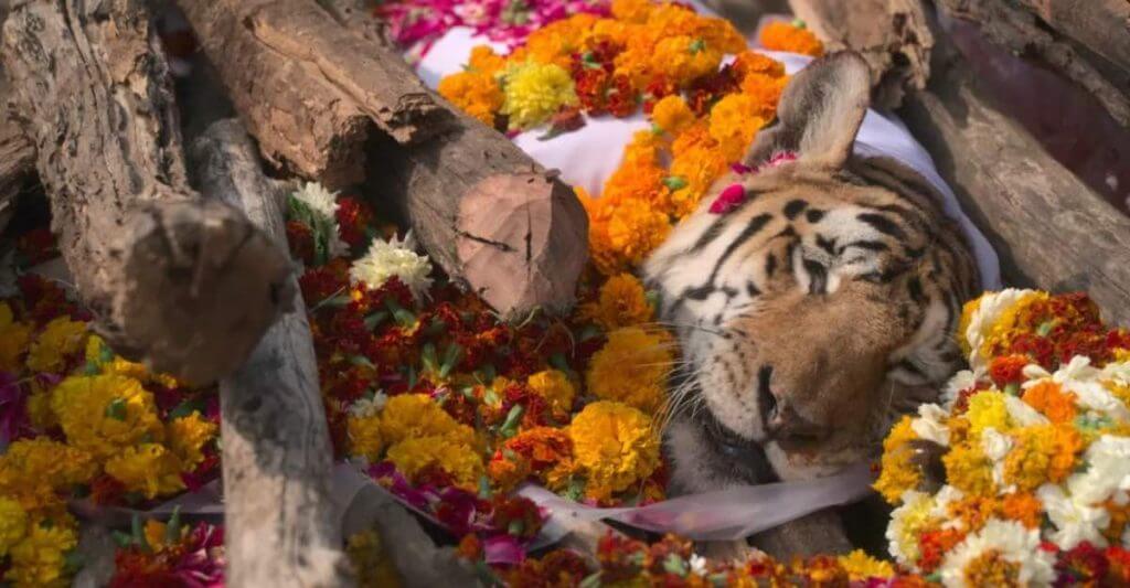 Despiden a tigresa con flores, dio esperanza a su especie teniendo 29 crías